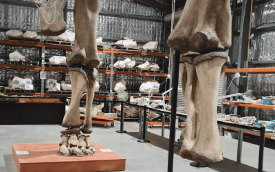 Bringing a Dinosaur Museum into the 21st Century